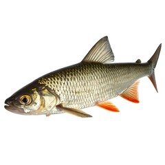 Fototapeta premium Side view of a fish
