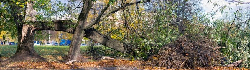 Fallen trees and scattered branches in an urban park during autumn season