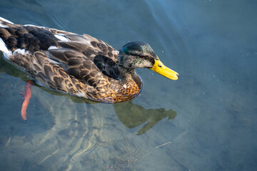 Mallard duck gliding on water
