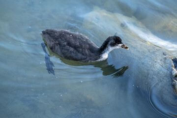 Young eurasian coot swimming in lake 