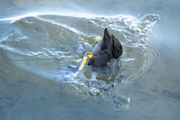Eurasian coot diving in lake and look for food