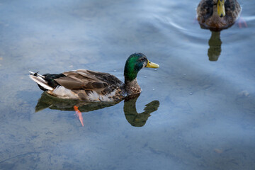 Mallard duck gliding on water