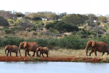 Fototapeta premium Family of elephants walks by water in African savanna