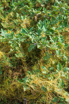Green Plants With Yellow Strands in a Field During Bright Daylight
