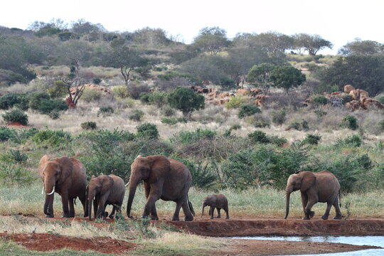 African elephants walk by waterhole in savanna landscape