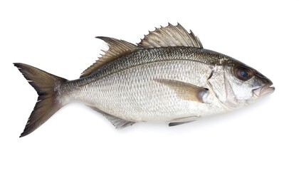 Isolated fish with silver scales, dorsal fin, and side view, on a white background