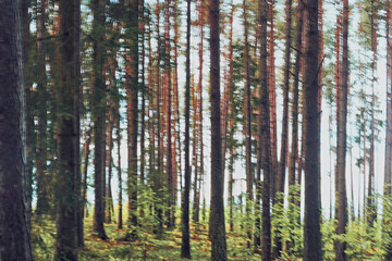 Intentional camera movement of a pine tree forest by Lake Mjøsa in Norway.