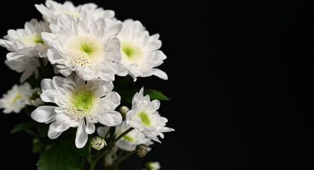 Bouquet of fresh white chrysanthemum flowers with green centers on black background, close up floral composition for sympathy card, funeral design, wedding or elegant decoration.