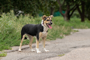 Dog standing on hot asphalt in summer.Proper walking and taking care of the health of the dog's paws in the hot season.