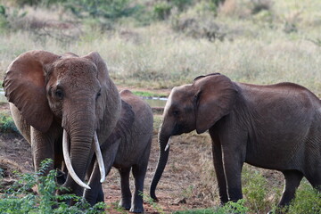 Fototapeta premium Majestic elephants roam African savanna, peaceful wildlife encounter