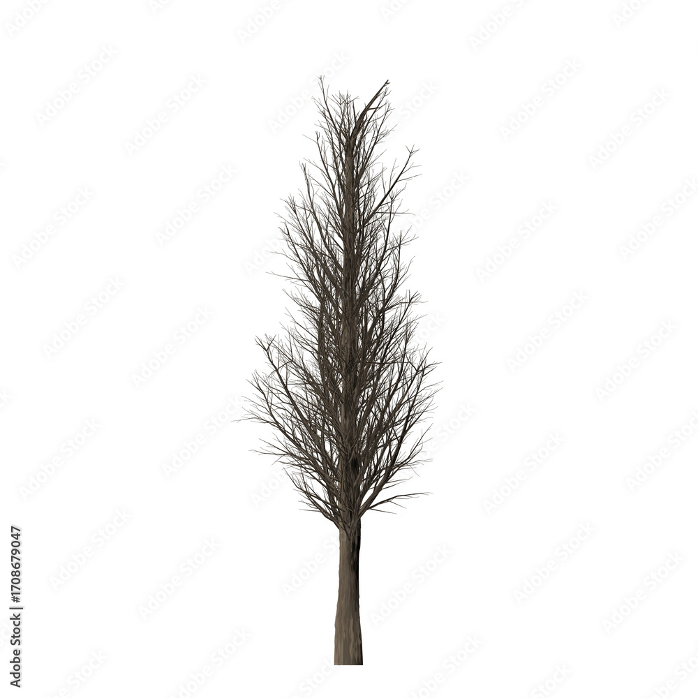 Poster a single bare tree with brown branches and a light brown trunk against a solid black background view