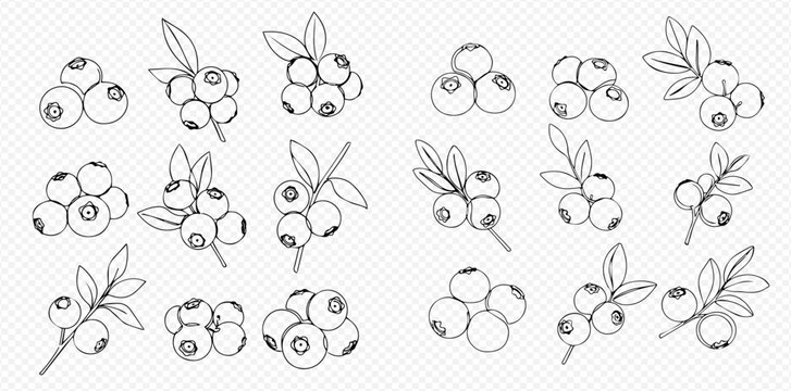 A set of hand-drawn blueberry illustrations, featuring various clusters, single berries, and branches with leaves in a black and white outline style.