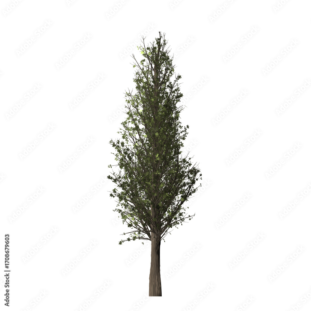 Aufkleber a single tall green tree with a brown trunk isolated on a black background in a centered composition