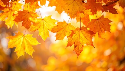 Vibrant golden maple leaves in autumn, sunlight streaming through in a bright, bokeh scene