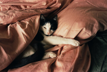 Sleepy black and white cat in pink bedding
