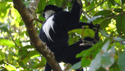 Fototapeta premium Black and white monkey in lush jungle canopy