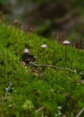Small fungi and moss, closeup