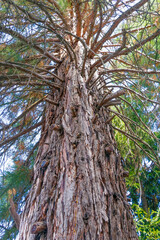 Fototapeta premium Massive old sequoia tree trunk with textured bark and sprawling branches reaching skyward in lush forest