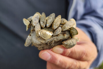A man's hand holds a stone from Lake Möhnesee, near Arnsberg, Germany. It is covered with small...