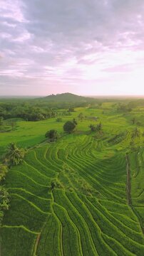 Beautiful morning view indonesia panorama landscape paddy fields with beauty color and sky natural light