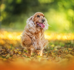Happy dog enjoying fall season in nature with vibrant foliage