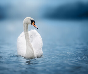 Elegant white swan gracefully gliding across a serene lake, symbol of purity, love, and tranquility in nature.