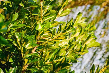 Close-up of Euonymus japonicus leaves with bright green and yellow variegation in natural sunlight