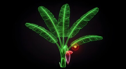 Obraz premium Stunning 3D Render of a Banana Plant Blossoming in Vibrant Green and Red Hues Against a Dark Background