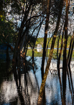 Rowboat Paddle in the Amazon