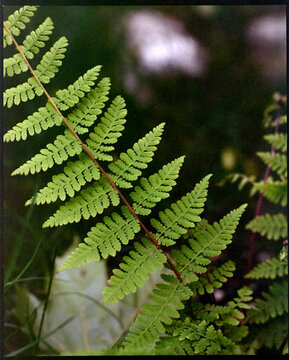 Film closeup of a fern