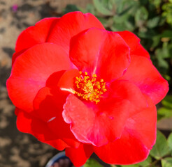 Fototapeta premium Closeup of petals of beautiful red rose flower blooming in garden, nature photography, floral wallpaper 