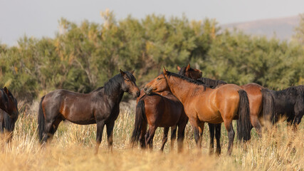 Fototapeta premium A group of wild horses stands together on the open prairie, their silhouettes framed by the vast, wind-swept grasslands of the American West.