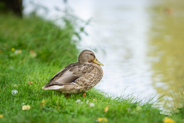 Colorful mallard hen standing near the duck pond in an urban park, Pori. Female mallard standing near the duck pond in the city public park (Anas platyrhynchos). 