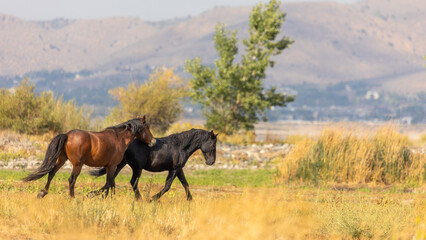 Two male mustangs fighting over mares in nevada
