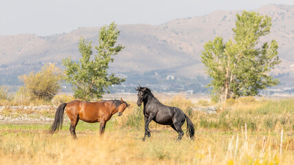 Two wild horses fighting for territory in Nevada