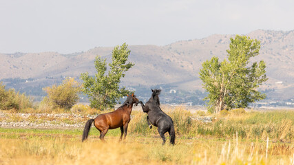 A fierce territorial fight erupts between a black horse and a brown rival under the blazing desert sun