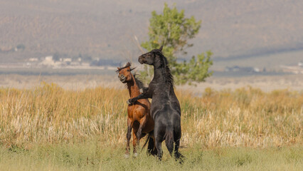 Muscles tense and hooves strike as two wild stallions—one black, one brown—battle for control in the Nevada wild.