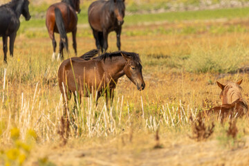 A baby mustang takes its first steps through the dusty Nevada terrain, shadowed by the protective gaze of its mother.