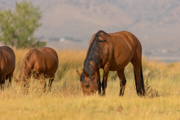 Grazing horses embody the spirit of freedom in Nevada’s rugged fall terrain.