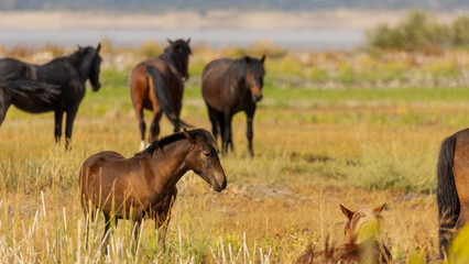 A baby wild horse gazes curiously into the distance, its mane ruffled by the desert breeze