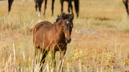A curious young foal takes stares at the camera, wild baby horse, nevada foal