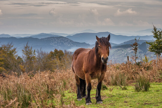 Wild brown horse in mountain landscape - A beautiful, wild brown horse stands in a grassy field, with misty layers of mountains and a cloudy sky in the background.
