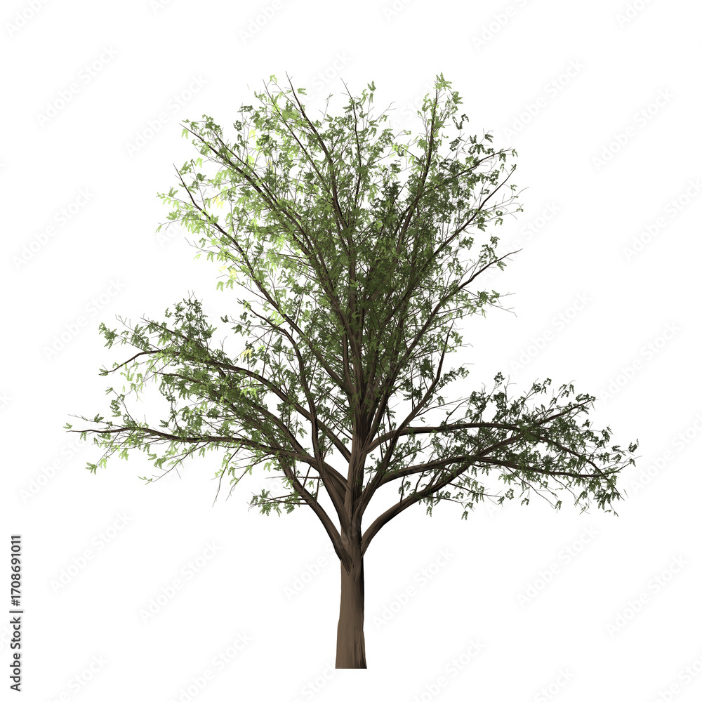 Poster a detailed view of a tree with green leaves and a brown trunk against a black background in isolatio