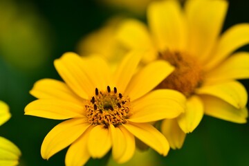 Bright yellow bloom of Heliopsis helianthoides close-up, showing vivid petals and detailed center, a symbol of summer warmth, joy and natural beauty in macro view.