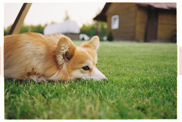 Corgi relaxing on the grass near a rustic cabin during golden hour