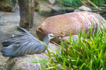 The white-faced heron (Egretta novaehollandiae) at the zoo. It is a medium-sized heron, pale, slightly bluish-grey.