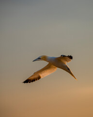 gannet in flight
