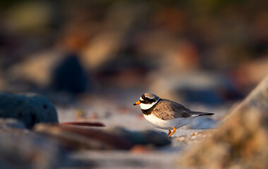ringed plover