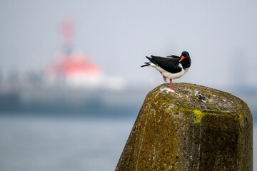 bird on the roof