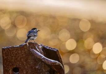 wagtail